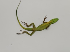 Boulenger's Green Anole photo 3