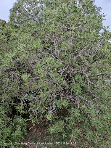 Image of Myoporum montanum by (c) William Keenan, some rights reserved (CC BY)