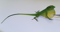 Boulenger's Green Anole photo 2