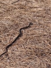 Coluber constrictor image