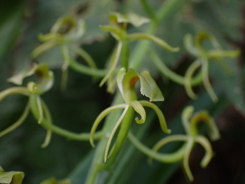 Nakaharae Orchid