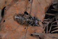 Velutinodorcus carinulatus