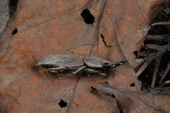 Velutinodorcus carinulatus