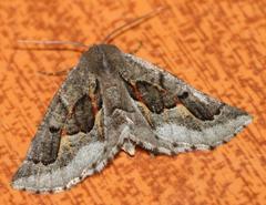 Drepanogynis intricata