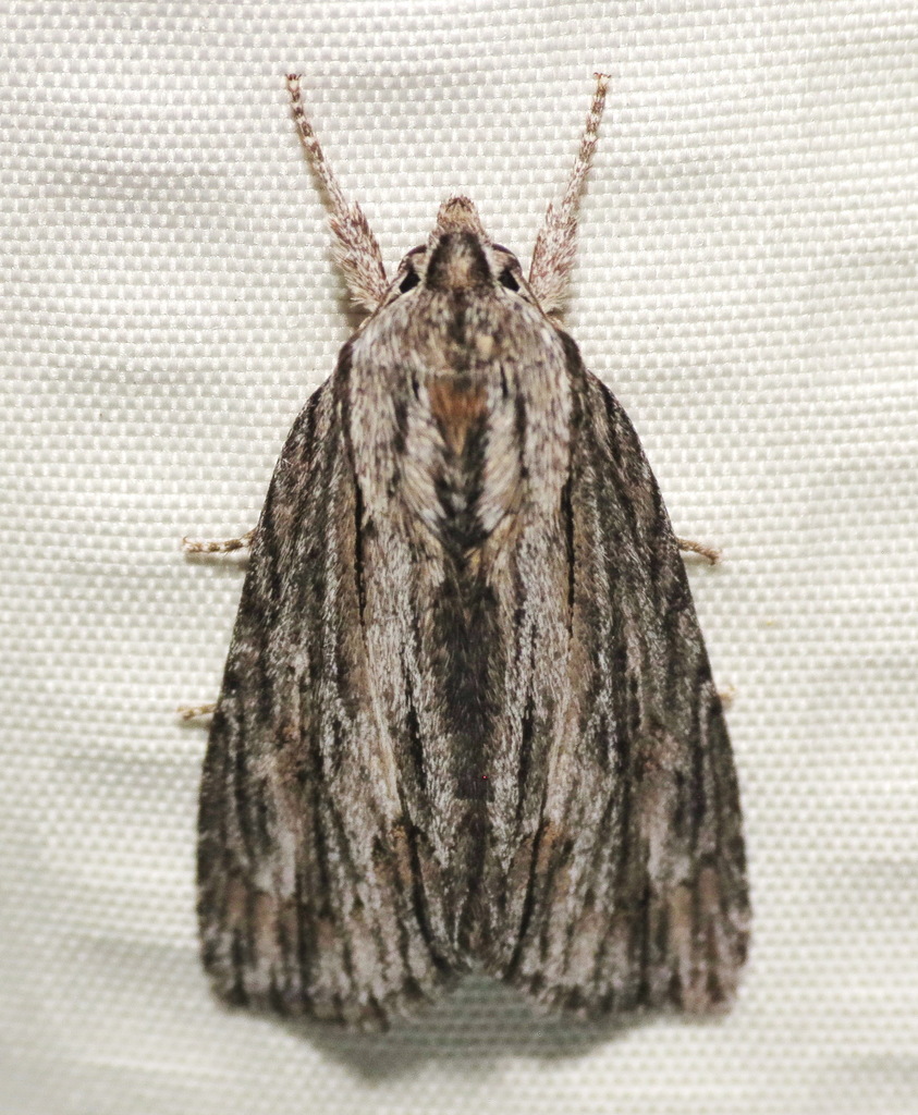 Streaked Dagger