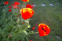 Papaver orientale