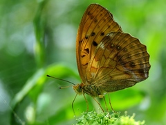 Argynnis sagana