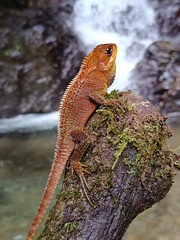 Bocourt's Dwarf Iguana photo 2
