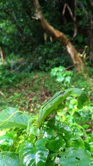 Prodasineura croconota