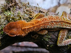 Bocourt's Dwarf Iguana photo 5