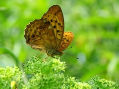 Argynnis sagana