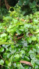 Prodasineura croconota