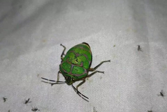 Poecilocoris lewisi