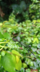 Prodasineura croconota