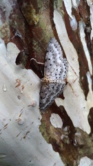 Percnia suffusa