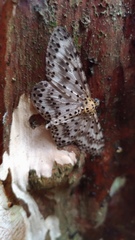 Percnia suffusa
