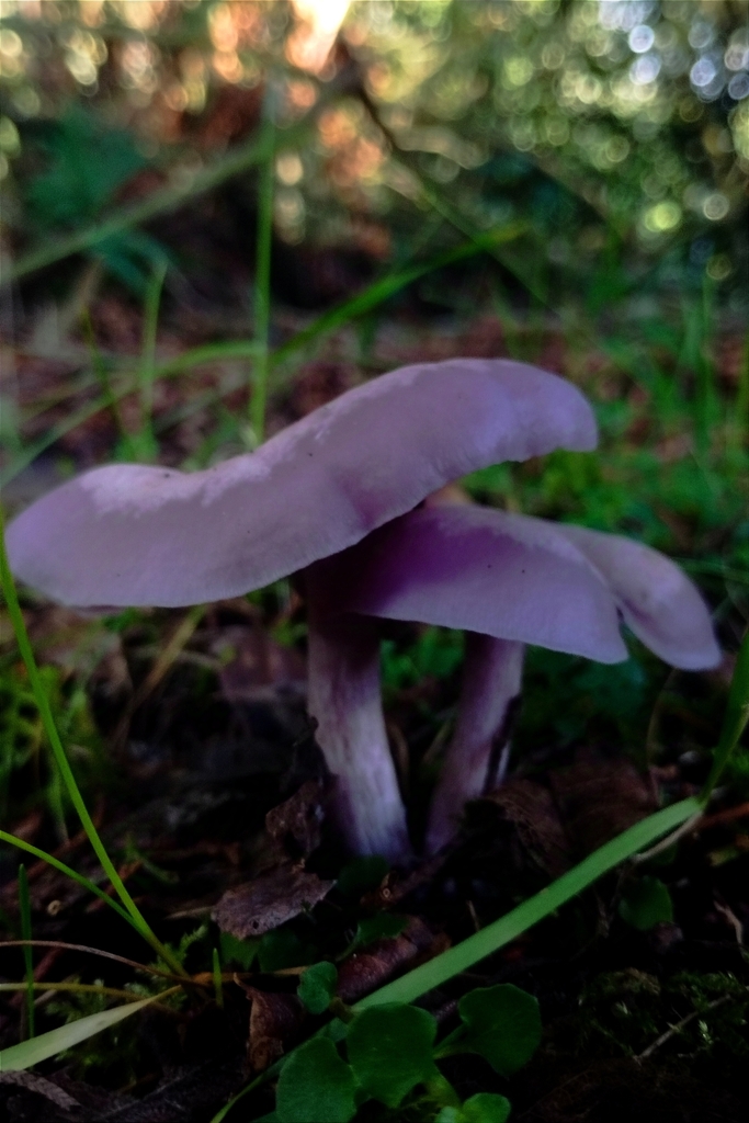 Collybia sordida · November 2024 · photo: © jcandilm (iNaturalist, cc-by)