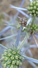 Eryngium amethystinum