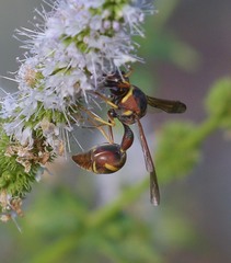Eumenes smithii