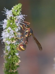 Eumenes smithii
