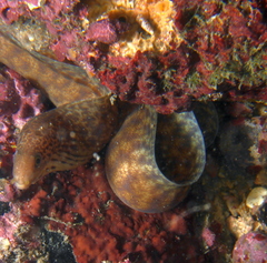 Emma's Moray photo 3