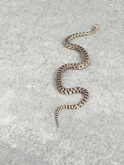 Pituophis catenifer