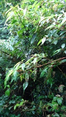 Leptogomphus sauteri formosanus