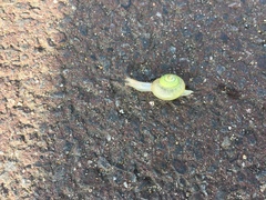 Bradybaena pellucida