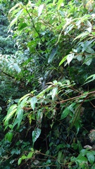 Leptogomphus sauteri formosanus