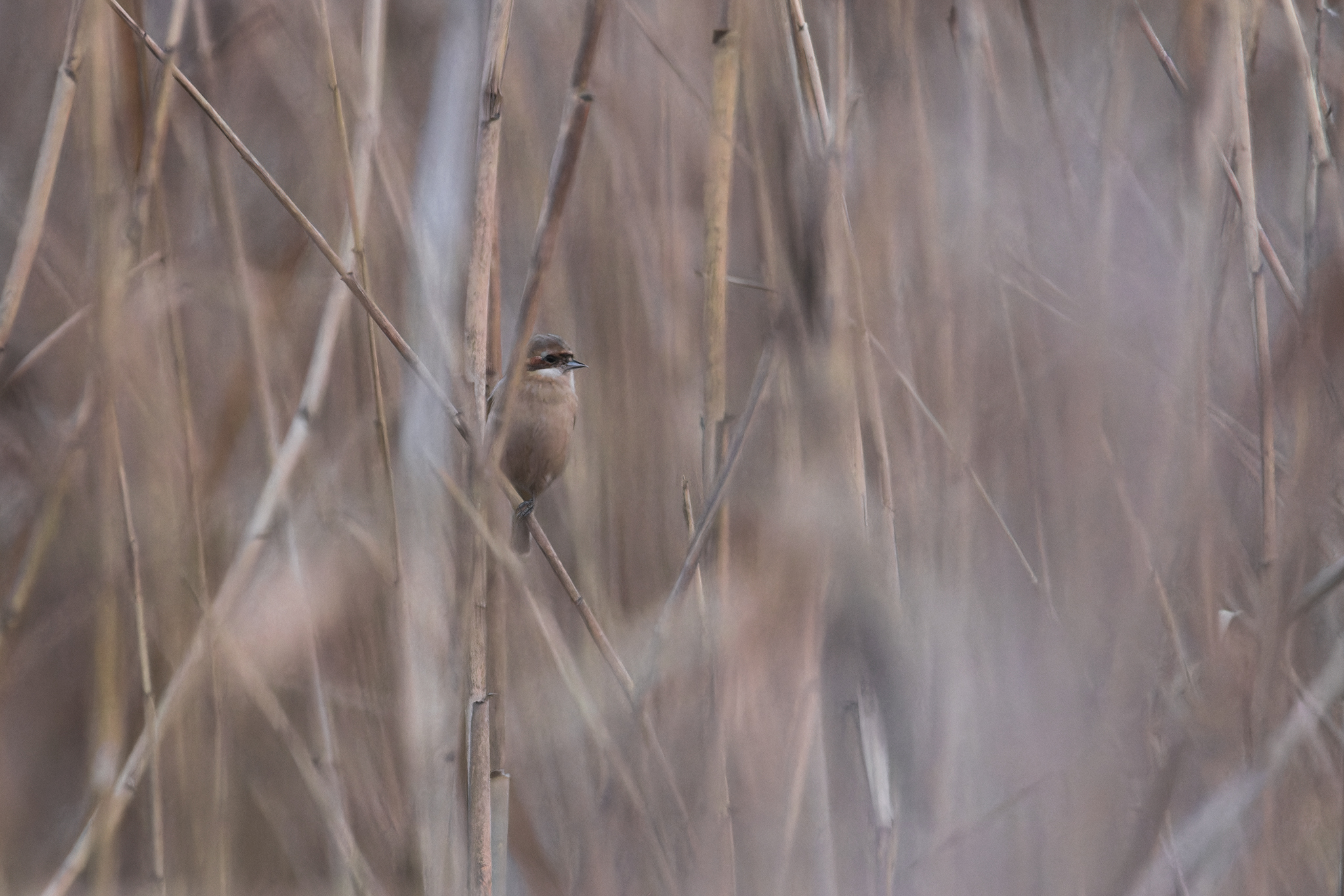 Chinese Penduline Tit
