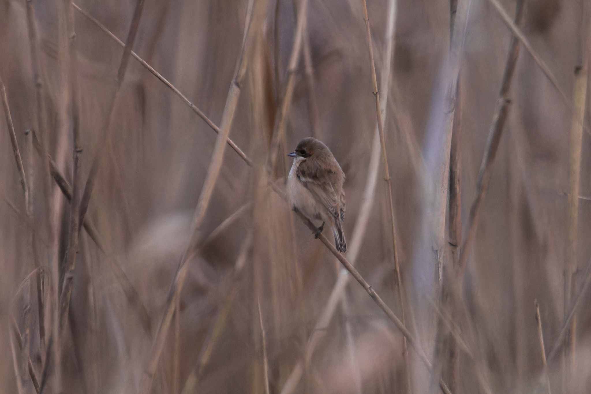 Chinese Penduline Tit