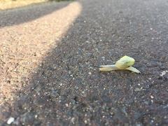 Bradybaena pellucida