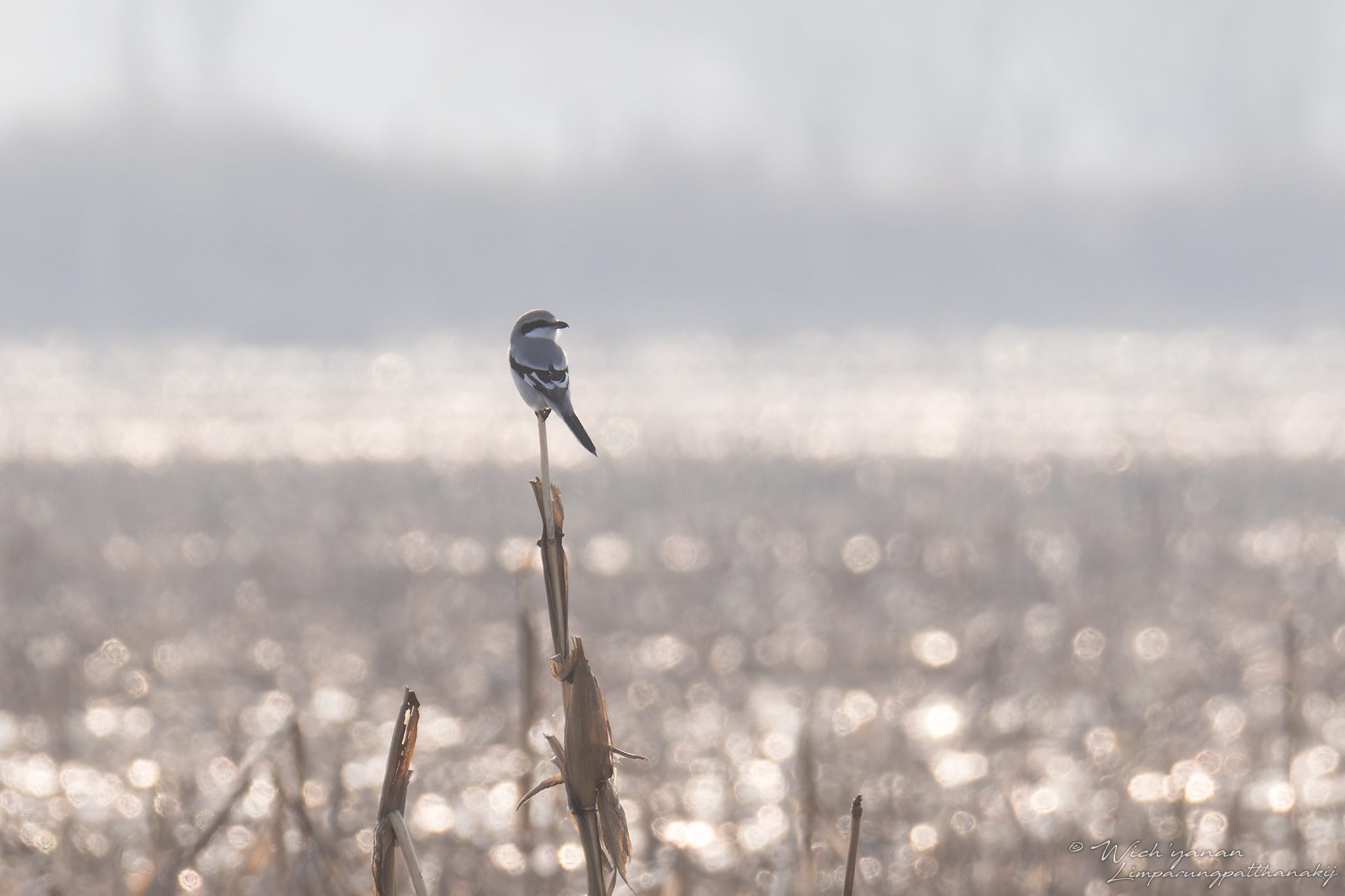 Chinese Grey Shrike