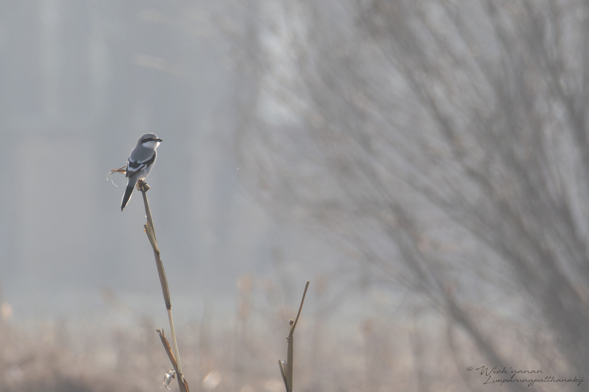 Chinese Grey Shrike