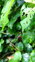 Prodasineura croconota