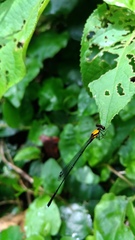 Prodasineura croconota