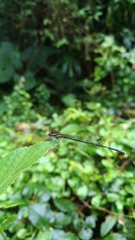 Prodasineura croconota