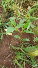 Physalis orizabae