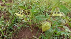 Physalis orizabae
