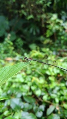 Prodasineura croconota