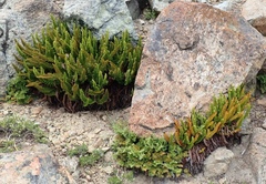 Polystichum lemmonii