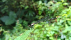 Prodasineura croconota