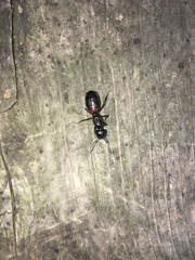 Camponotus obscuripes