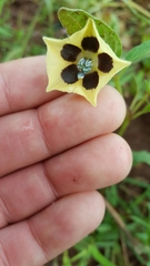 Physalis orizabae