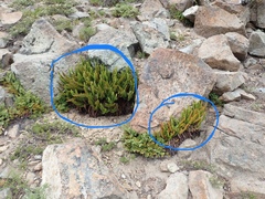 Polystichum lemmonii