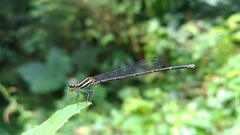 Prodasineura croconota