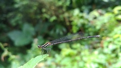 Prodasineura croconota