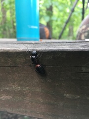 Camponotus obscuripes