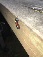 Camponotus obscuripes