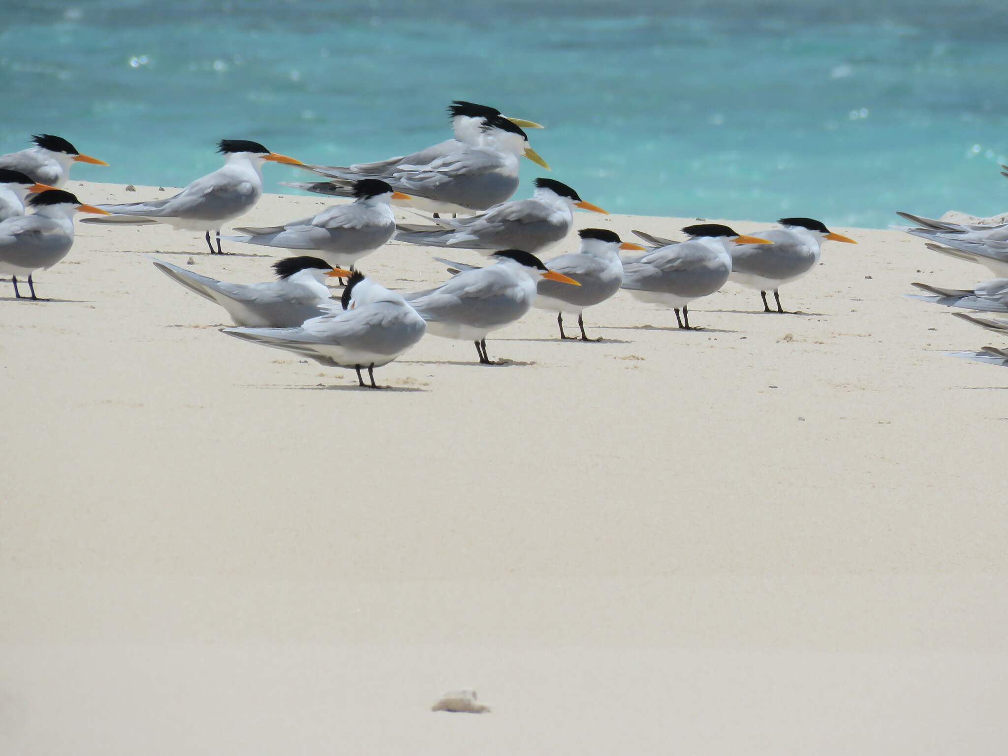 Lesser Crested Tern